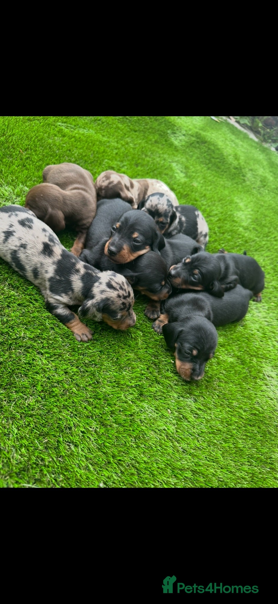 Dachshund dogs Beautiful Dachshund Puppies  - Advert 1