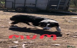 Border Collie dogs for sale: Traditional rough coated Border collie pups - Image 19