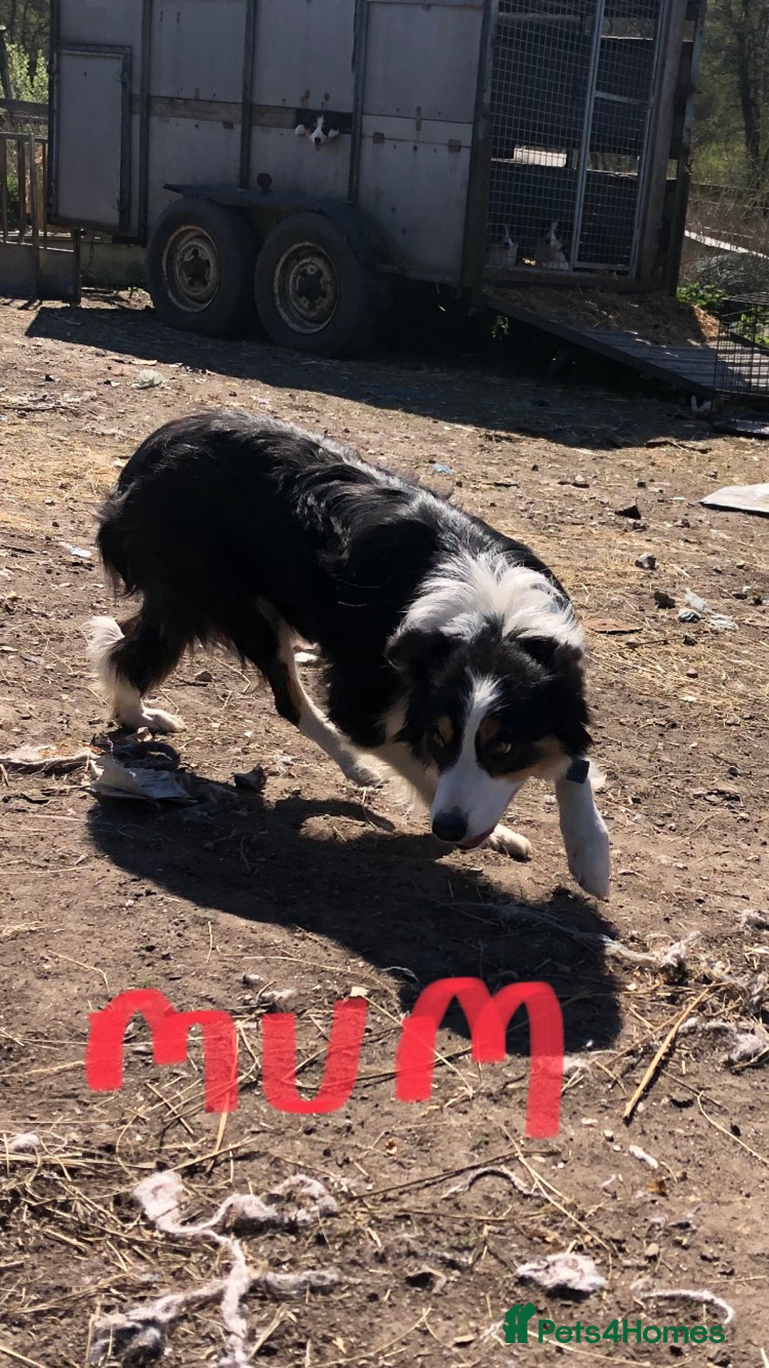 Border Collie dogs for sale: Traditional rough coated Border collie pups - Image 19