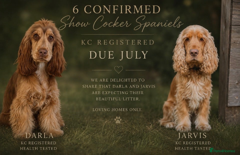 Cocker Spaniel dogs ⭐️6 confirmed SHOW COCKER SPANIEL puppies⭐️ - Advert 1