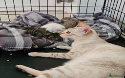 Bengal cats for sale: Beautiful Bengal Boy - Image 6