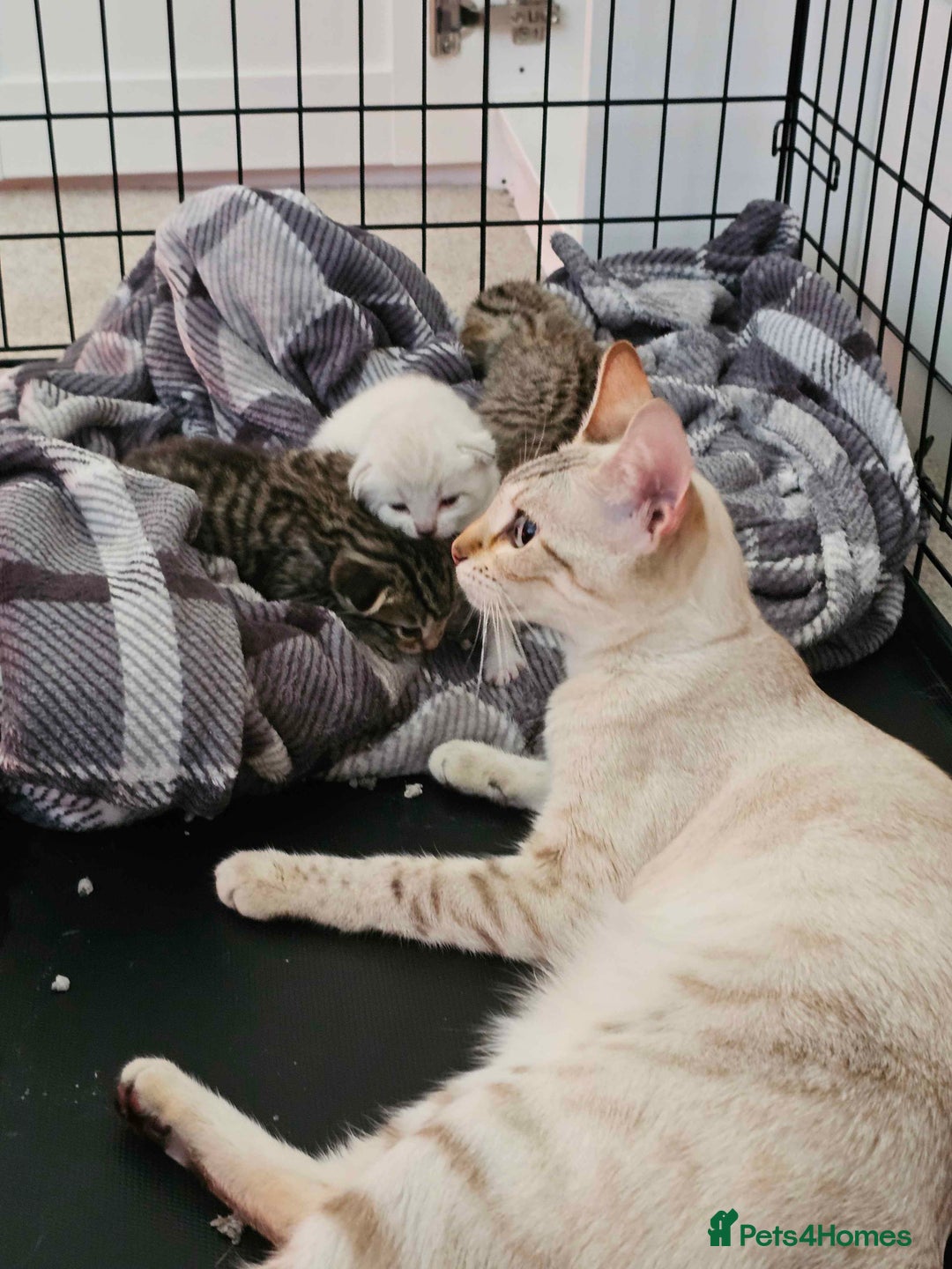 Bengal cats for sale: Beautiful Bengal Boy - Image 6