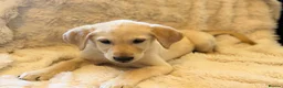 Goldador dogs for sale:  Gorgeous  Goldador Puppy Looking for Her new Home in Bolton - Advert 7