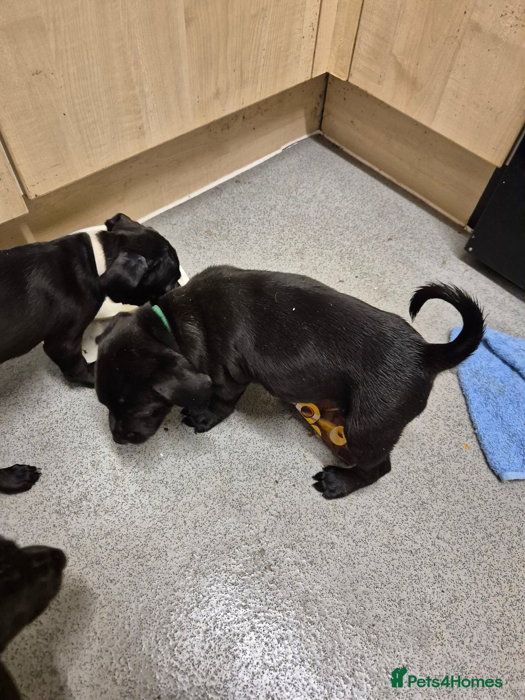 Mixed Breed dogs for sale: Beautiful litter of pups - Image 3