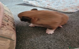 Mixed Breed dogs for sale: Mr timmy - Image 1
