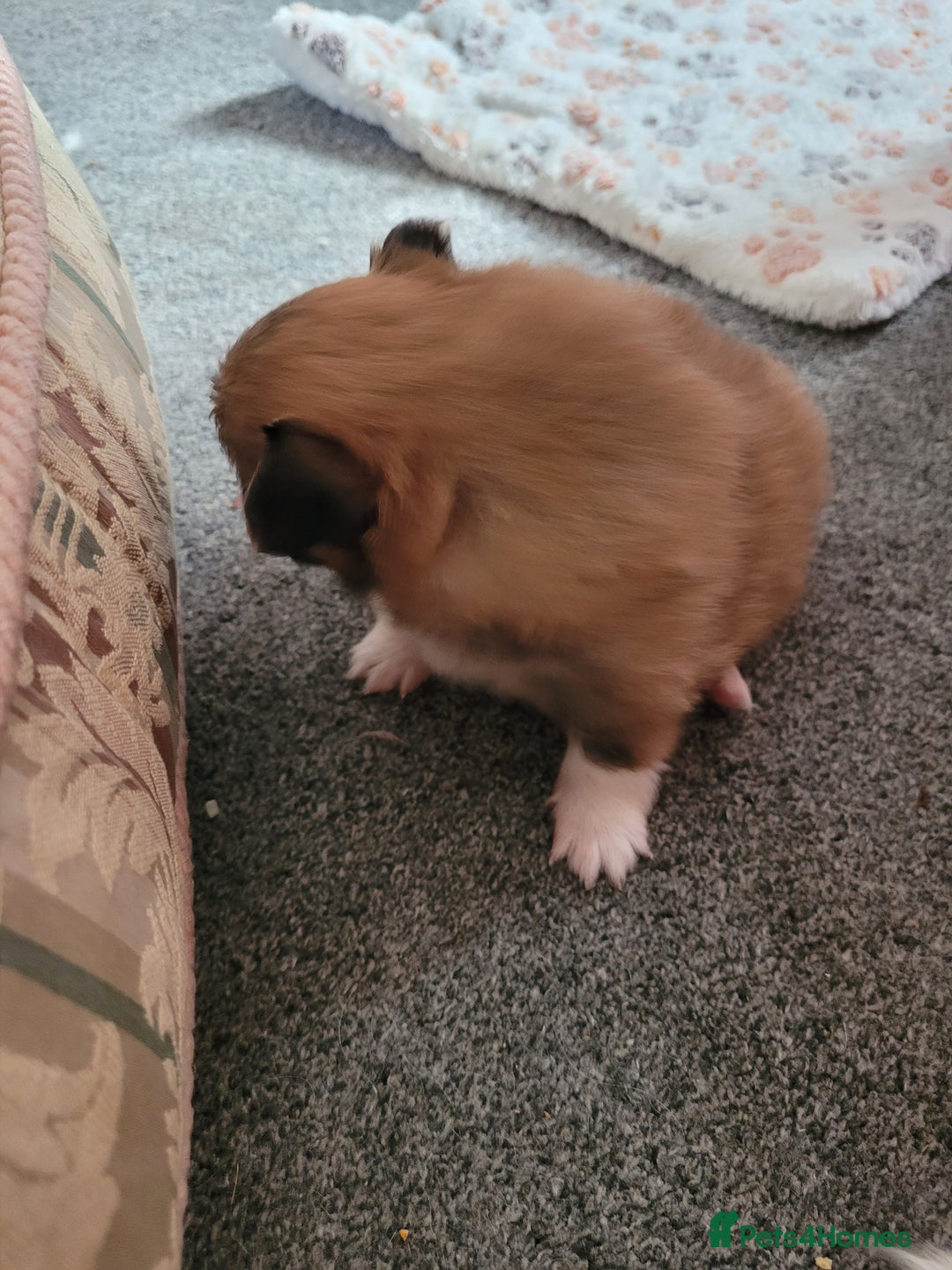 Mixed Breed dogs for sale: Mr timmy - Image 1