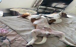 Jack Russell dogs for sale: Brother and sister Jack russels - Image 3