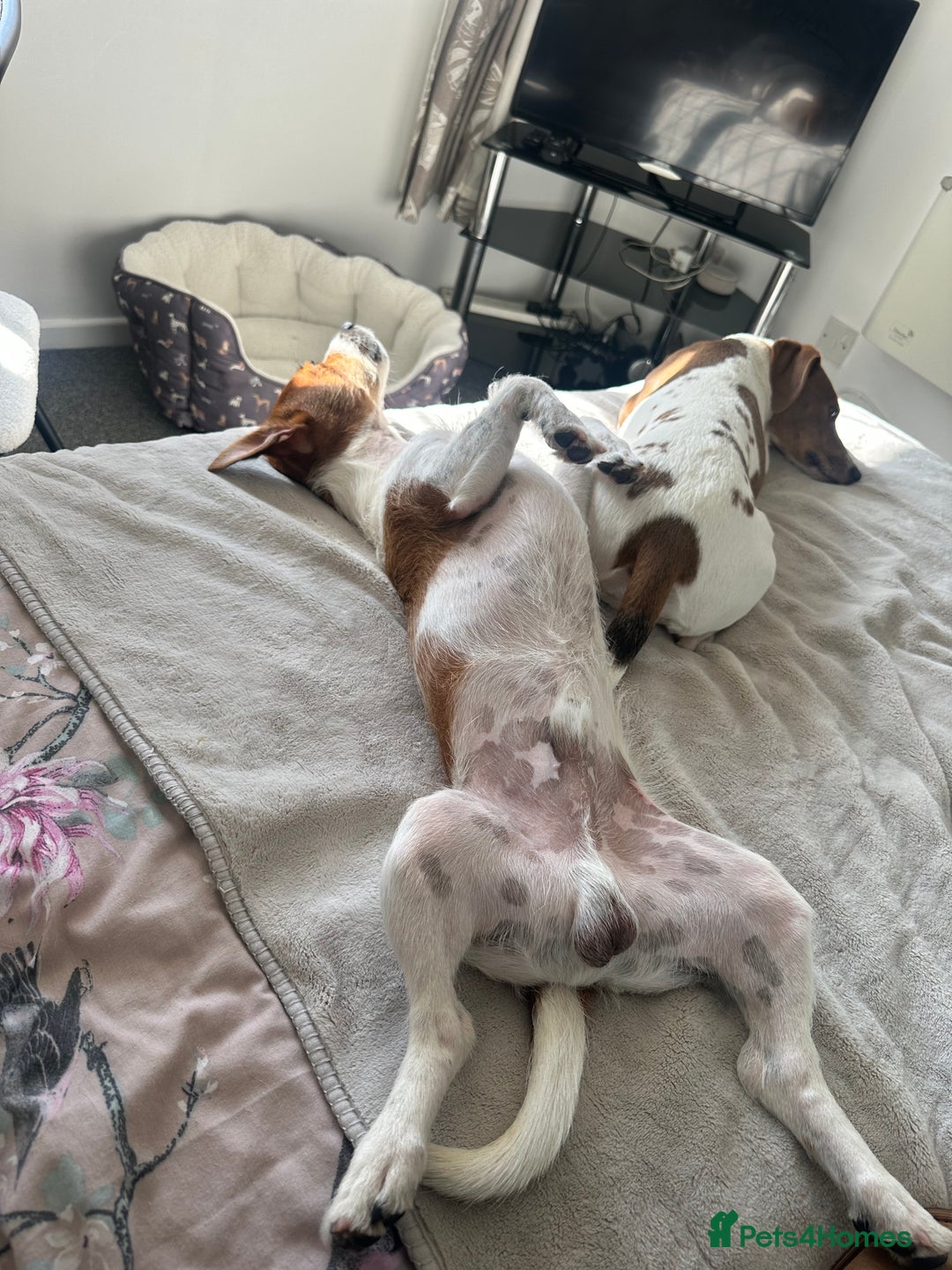 Jack Russell dogs for sale: Brother and sister Jack russels - Image 3