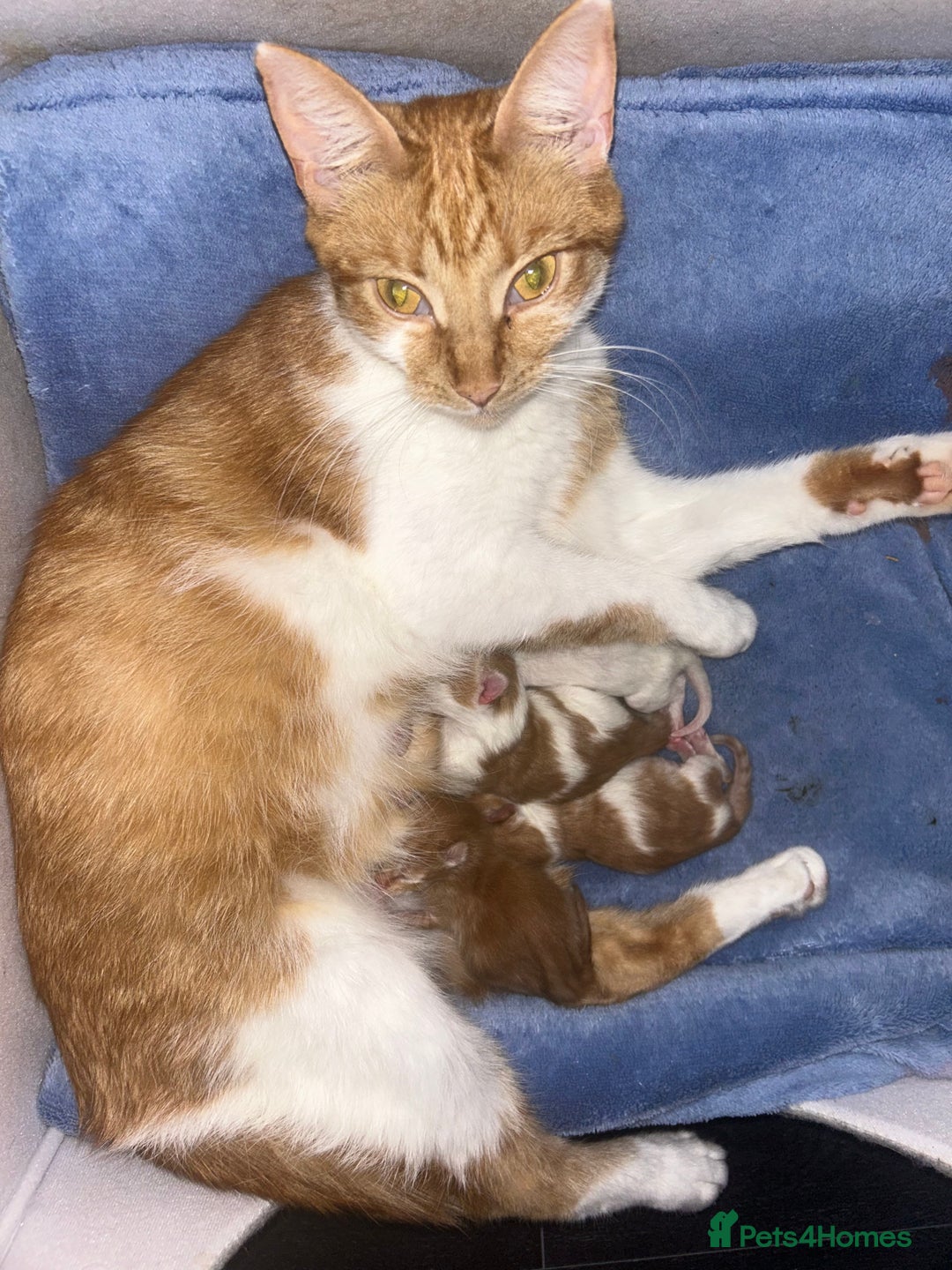 British Shorthair cats for sale: Kittens  - Image 2