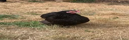 Chickens poultry for sale: 11 Rescued Chickens For Sale in Gloucester - Advert 3