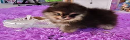 Pomeranian dogs for sale: RARE in size True mini pups 3💙 1🩷 40+🏆lines  - Advert 4