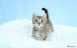 Bengal cats for sale: 🔥Stunning Bengal kittens Available🔥 - Image 12
