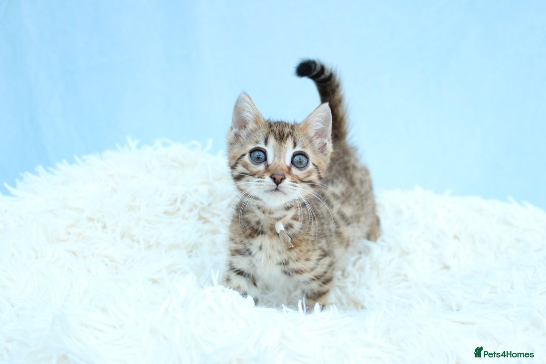 Bengal cats for sale: 🔥Stunning Bengal kittens Available🔥 - Image 12
