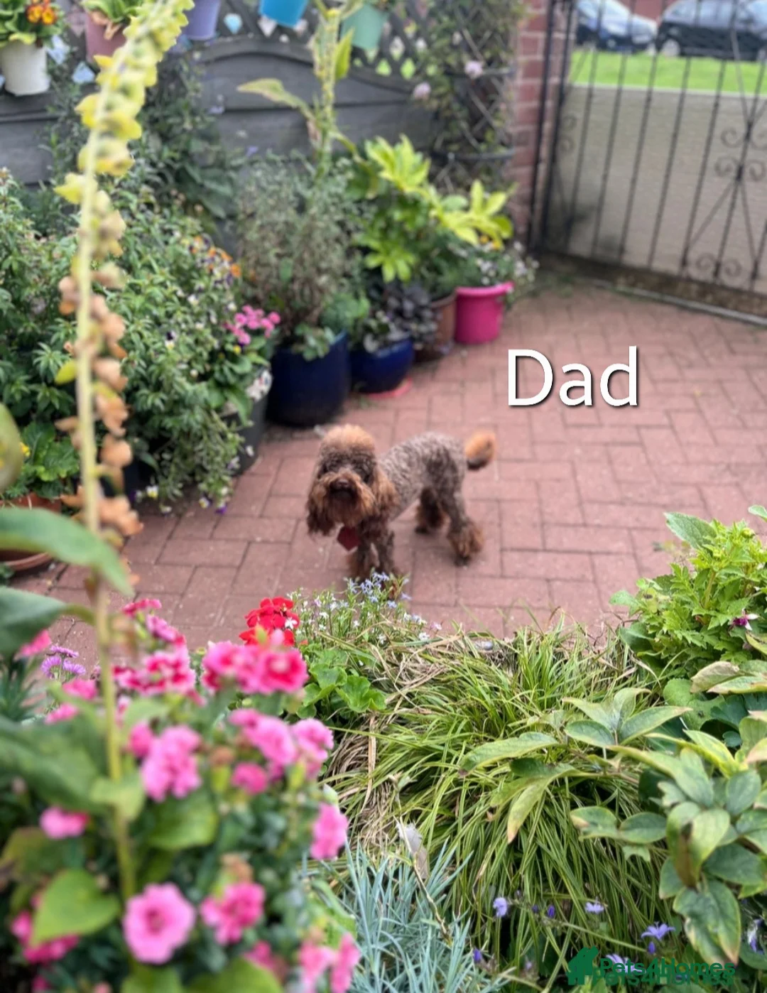 Maltipoo dogs for sale: ❤️MALTIPOO PUPPIES❤️ONLY GIRL LEFT❤️ - Advert 14