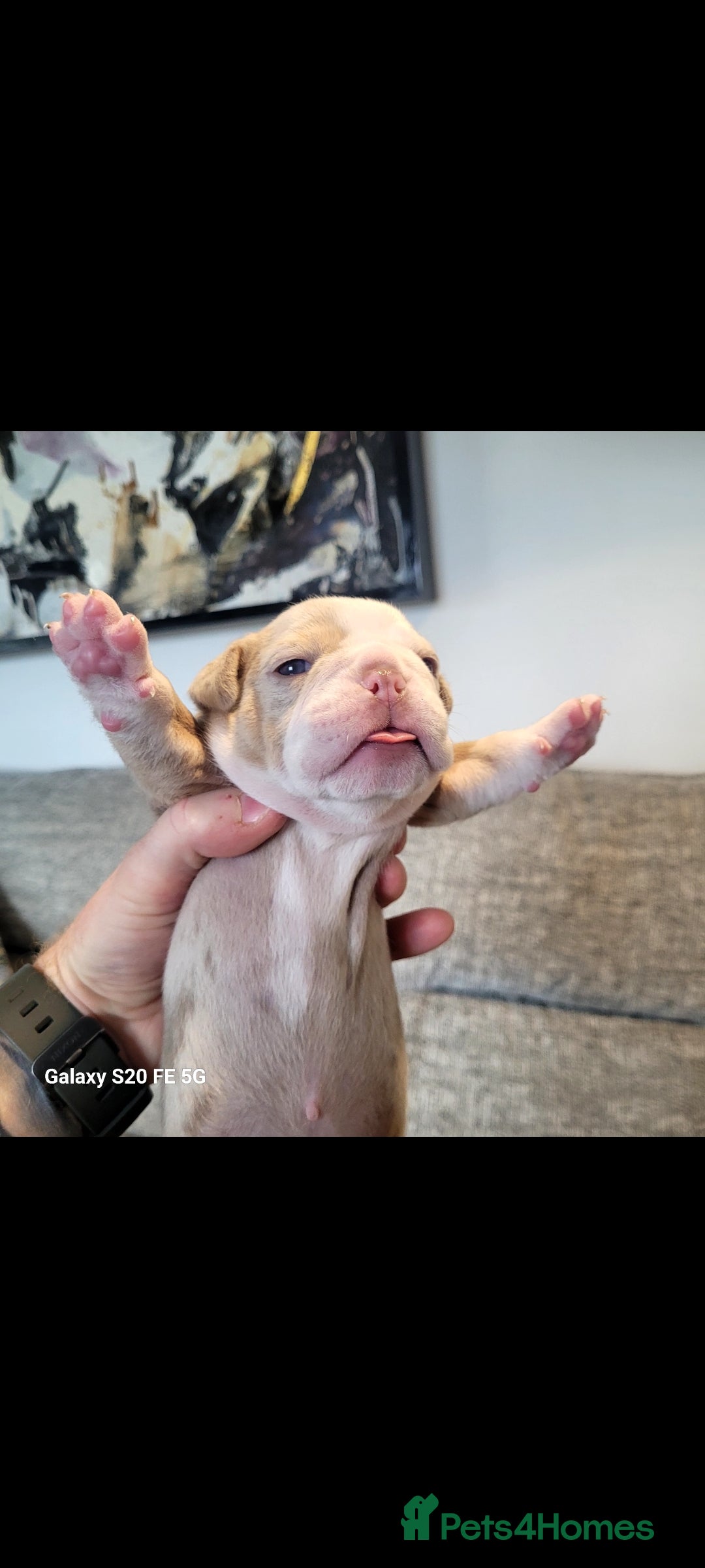 Olde English Bulldogge dogs for sale: Old English Bulldog Puppies - Image 18