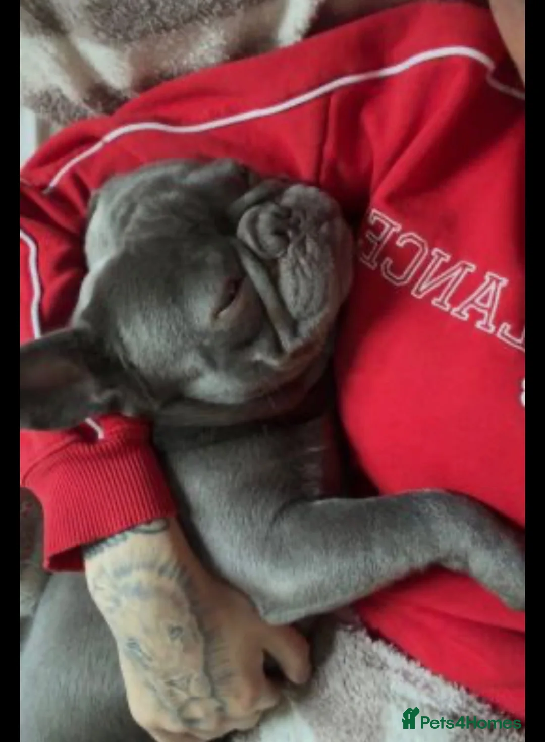 French Bulldog dogs for sale: 2 year old French bulldog male  in Wick - Advert 3
