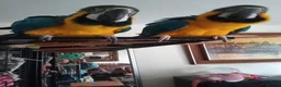 Macaws birds for sale: Macaw pair  in London - Advert 1