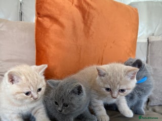 British Shorthair cats - Advert 15