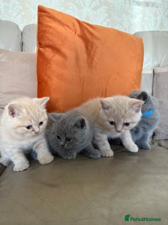 British Shorthair cats - Advert 15