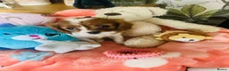 Cavalier King Charles Spaniel dogs for sale: 6 SWEET LITTLE BEAUTIES 2 boys 4 girls  - Advert 17