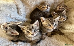 Bengal cats for sale: Glittery Bengal X Kittens With Famous References!  - Image 6