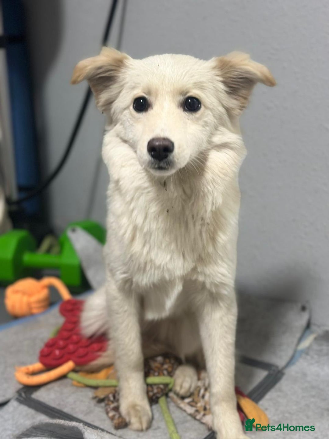 Mixed Breed dogs for adoption: 💖🐶 BESSY & MIKUSHA 💖🐶 - Advert 13