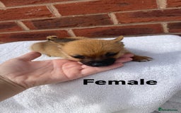 Mixed Breed dogs for sale: Jack Russel cross Pomeranian puppy’s  - Image 7
