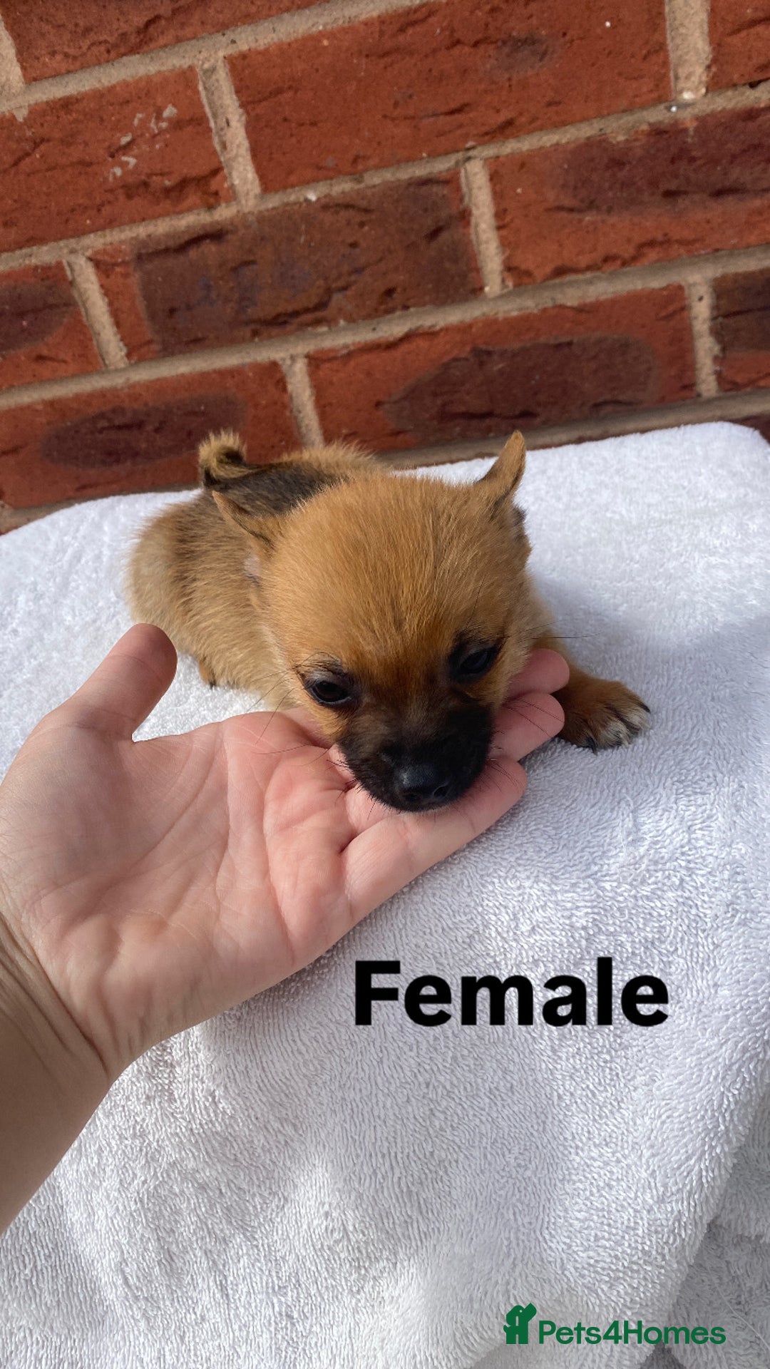 Mixed Breed dogs for sale: Jack Russel cross Pomeranian puppy’s  - Image 7