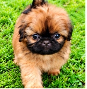 Shih Tzu dogs The Original Teddybear Puppies!  - Advert 1