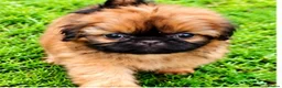Shih Tzu dogs for sale: The Original Teddybear Puppies!  - Advert 11