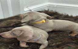 Miniature Dachshund dogs for sale: 🐾 Miniature Dachshund Puppies Isabella & Tan Boys - Image 3