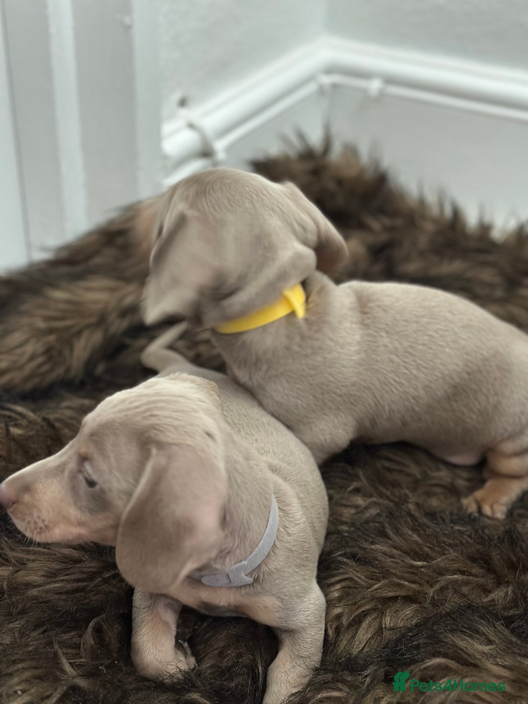 Miniature Dachshund dogs for sale: 🐾 Miniature Dachshund Puppies Isabella & Tan Boys - Image 3