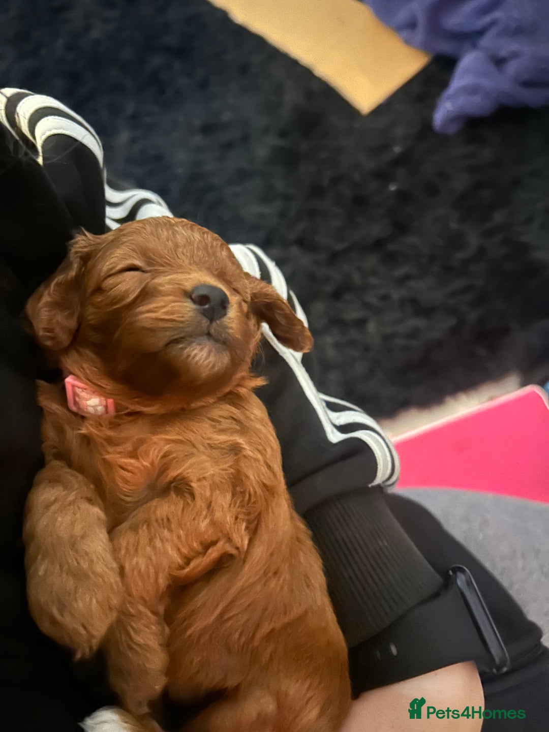 Cavapoo dogs for sale: 7 gorgeous F1b Cavapoo Puppies (4 girls & 3 boys)  - Image 5