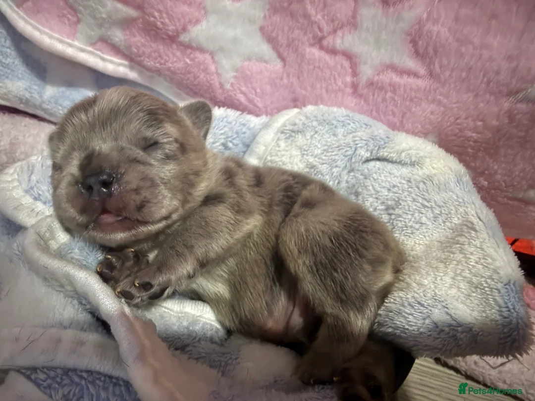 French Bulldog dogs for sale: French bulldog Puppies  in Worksop - Advert 1