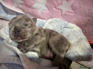 French Bulldog dogs French bulldog Puppies - Advert 2