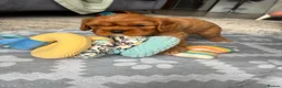 Cavalier King Charles Spaniel dogs for sale: Gentle Ruby Boy  in Leicester - Advert 8