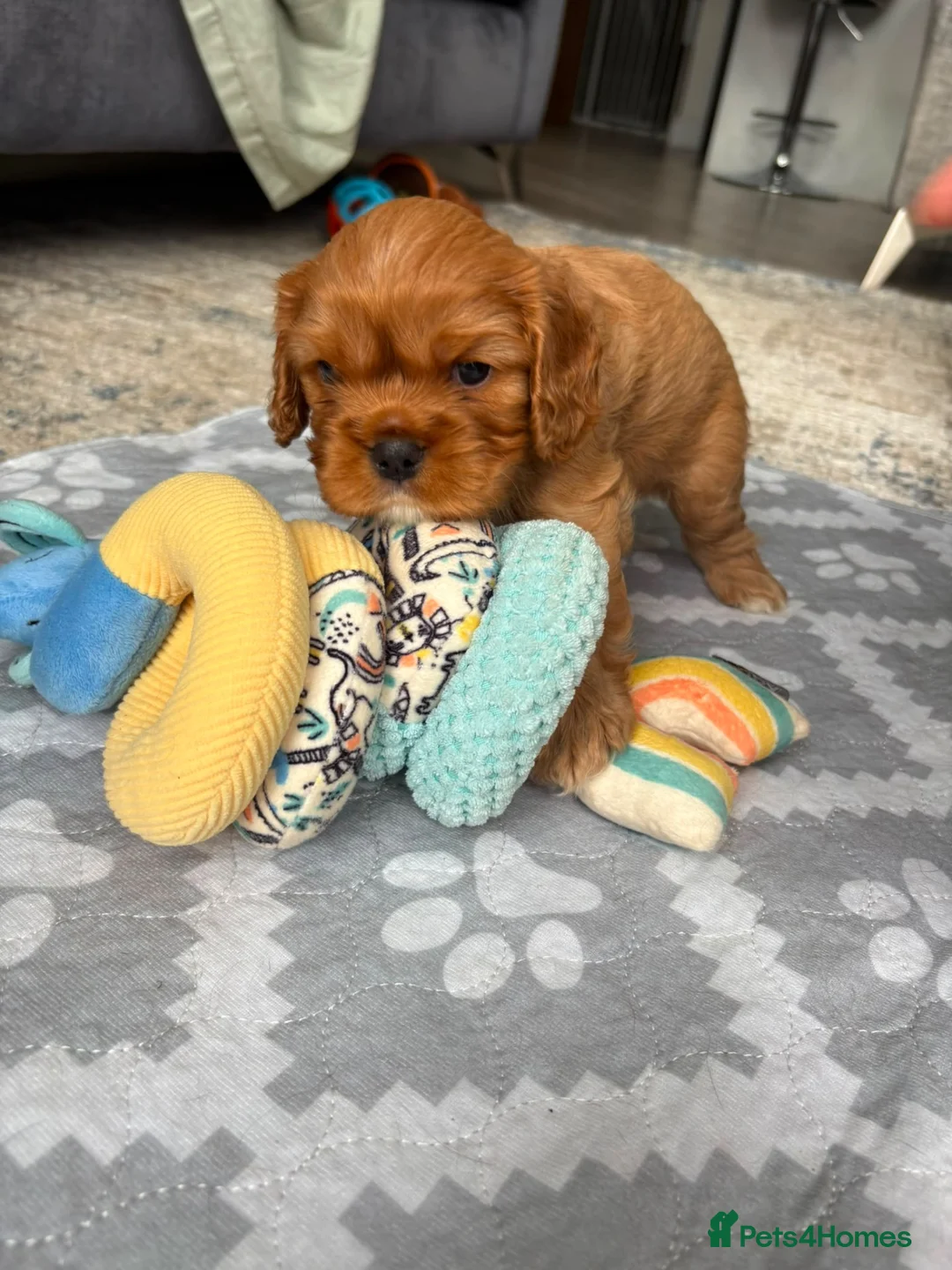 Cavalier King Charles Spaniel dogs for sale: Gentle Ruby Boy  in Leicester - Advert 8
