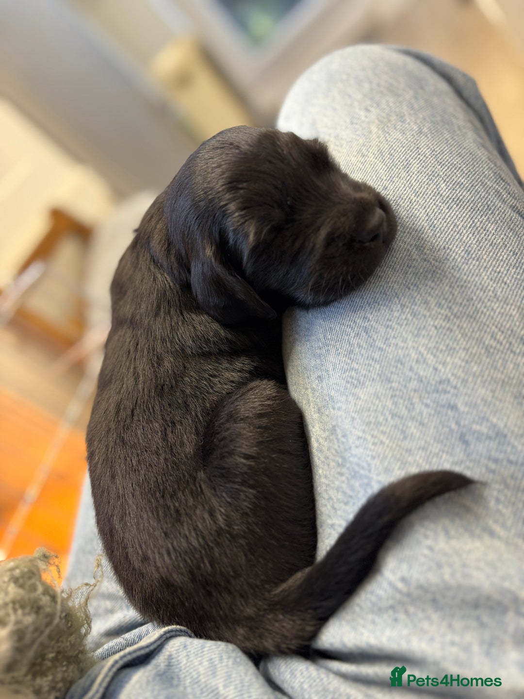 Mixed Breed dogs for sale: Flat Coat x Golden + Flat Coat x Labrador Puppies  - Advert 6