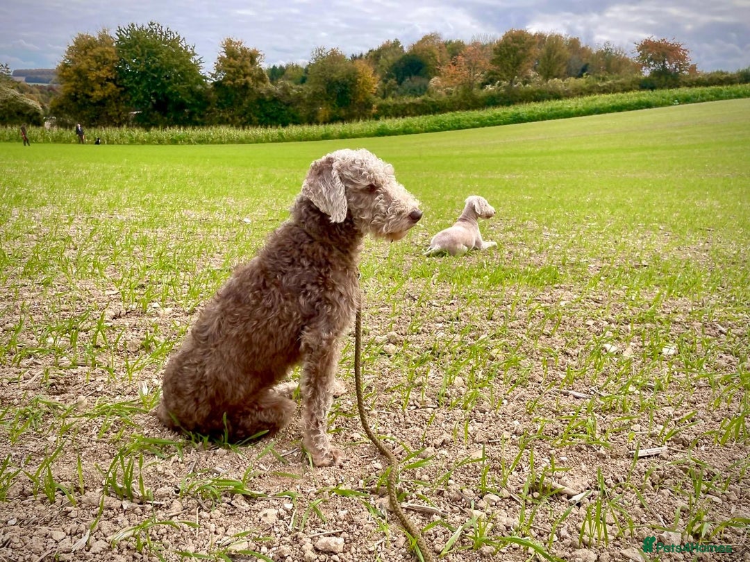 Bedlington Terrier dogs for sale: Bedlington pup - Advert 5