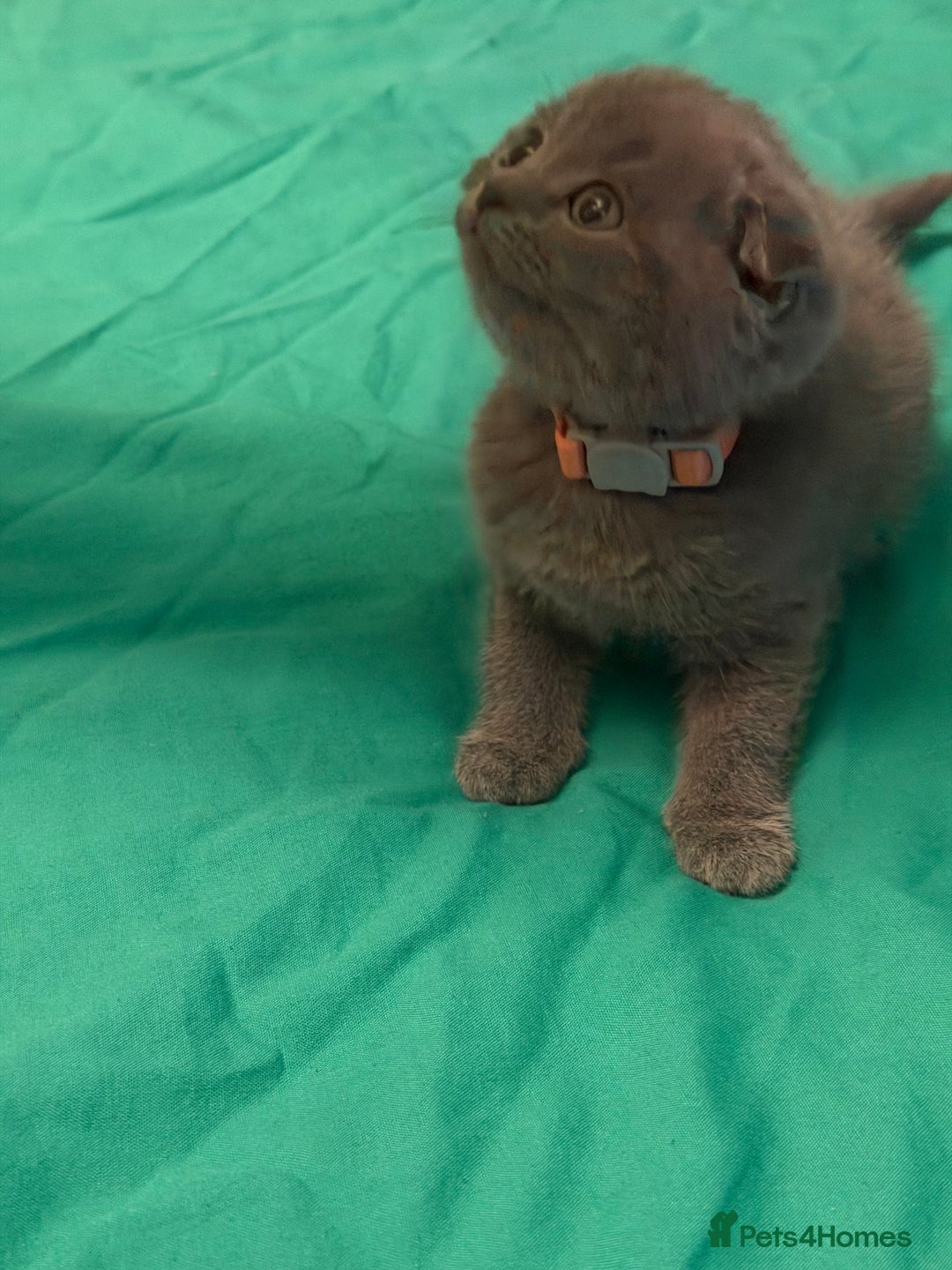 Scottish Fold cats for sale: Scottish fold kittens - Advert 27