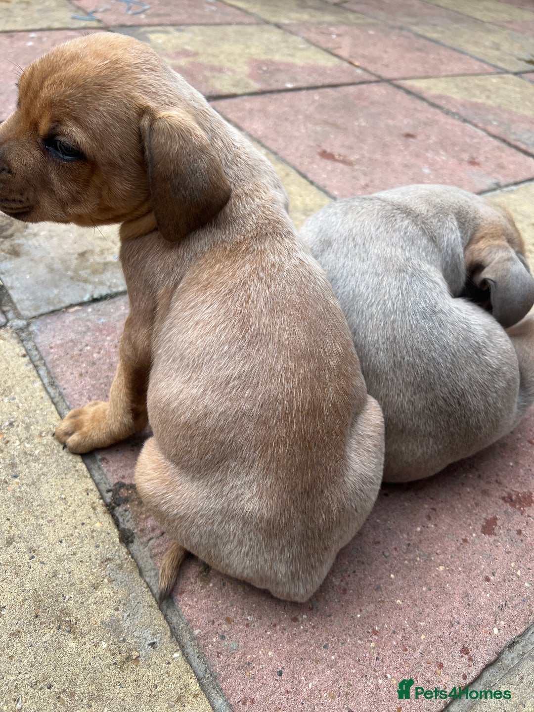 Mixed Breed dogs for sale: STAFFWEILERS LAST 2 GIRLS e Cream and d CARRIERS - Image 24