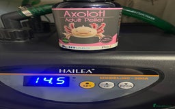 Axolotl reptiles for sale: 2 Adult male Axolotls and Full set up  - Image 8