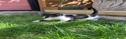 British Shorthair cats for sale: 4 Girls & 2 Boys Kittens Available - Advert 21