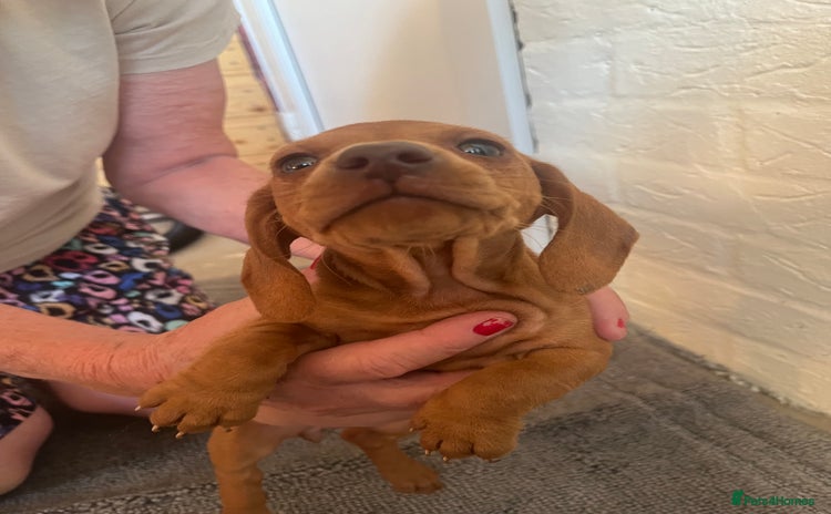 Dachshund dogs - Advert 10