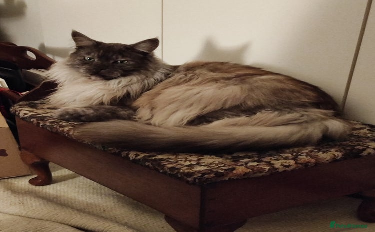 Maine Coon cats for sale - Advert 1