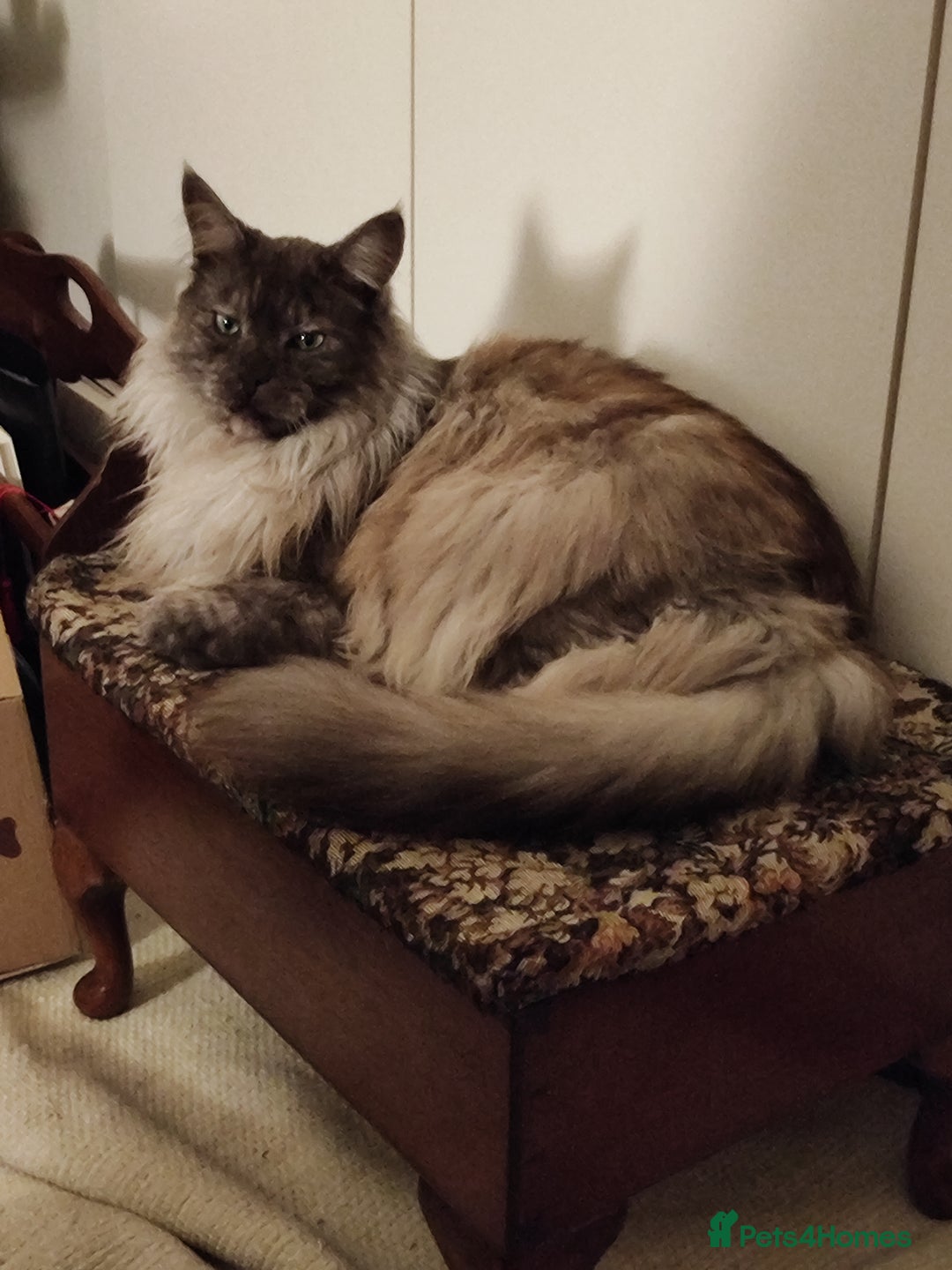 Maine Coon cats for sale: Maine Coon (black smoke) boy - Image 1
