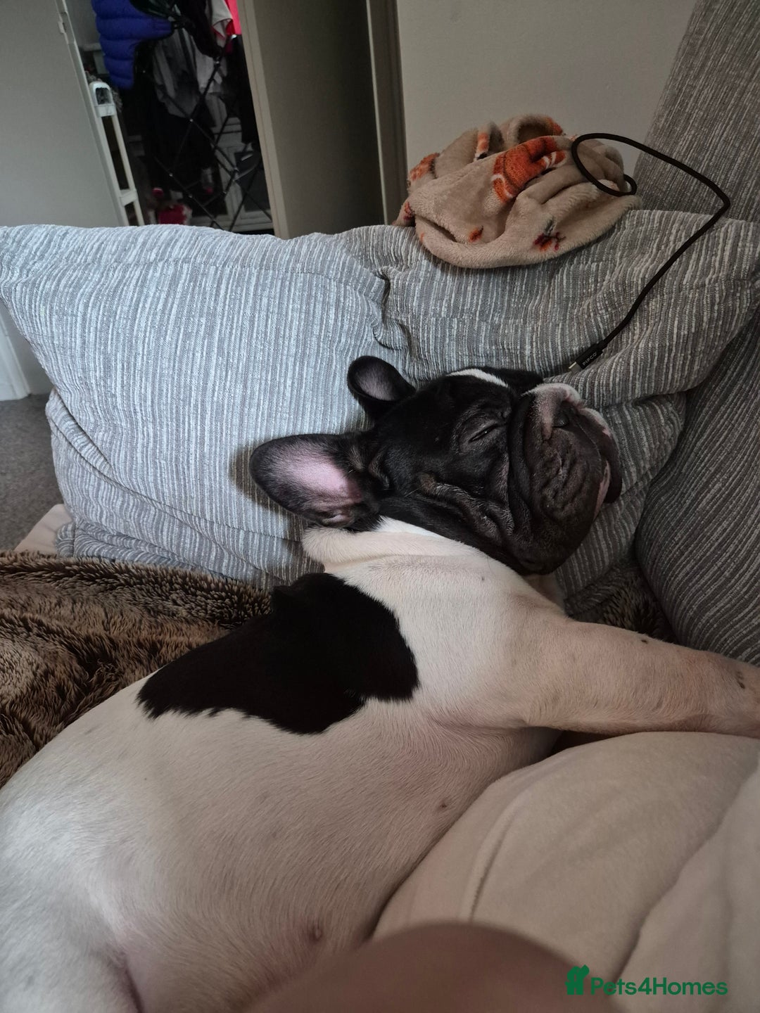 French Bulldog dogs for sale: Male French bulldog  - Advert 3