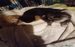 Mixed Breed cats for sale: Four mixed breed British short kittens - Image 3