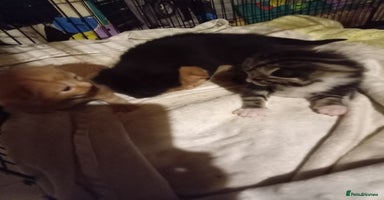 Mixed Breed cats - Advert 14