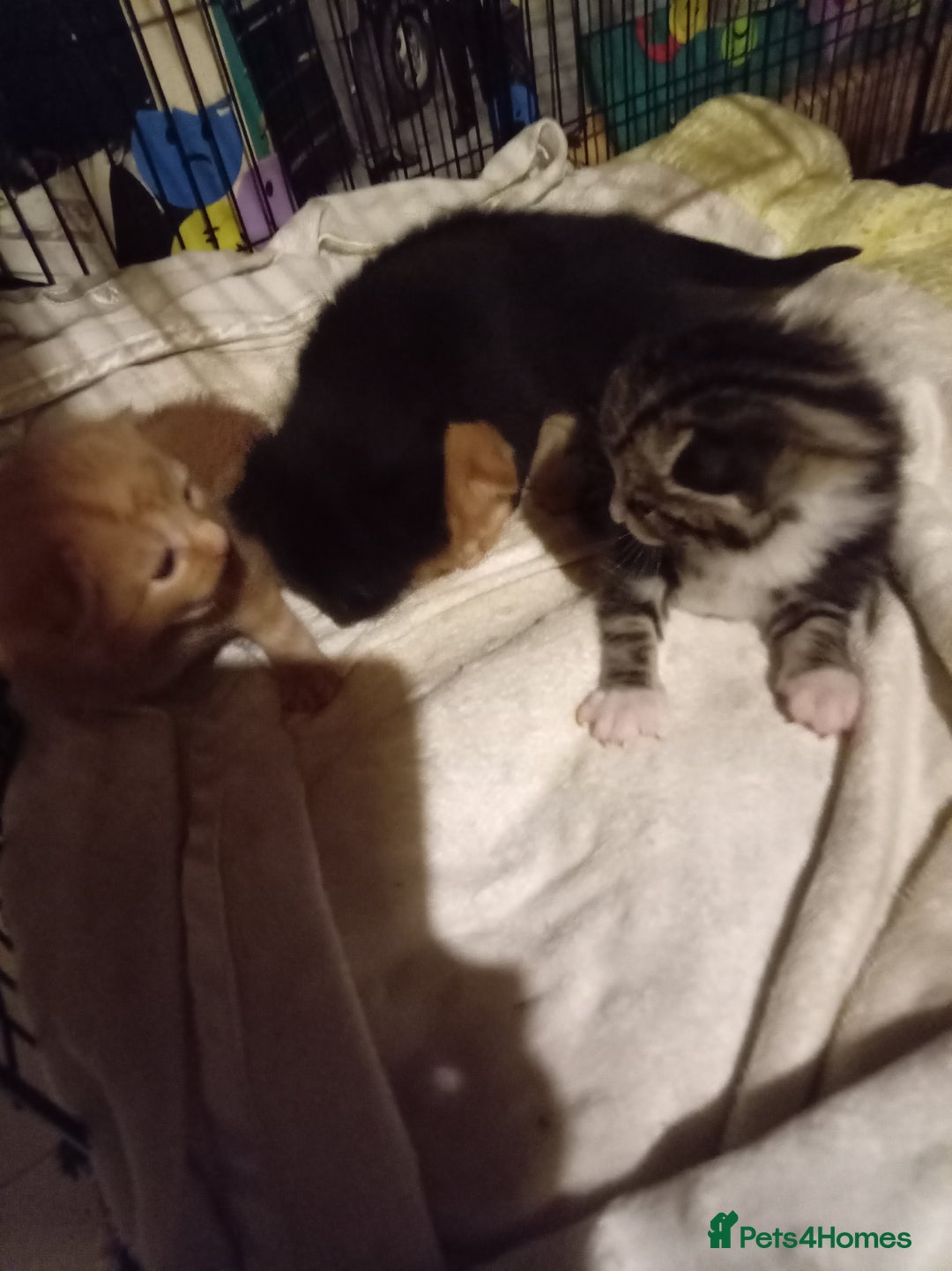 Mixed Breed cats for sale: Four mixed breed British short kittens - Image 3